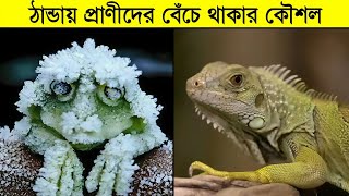 ঠান্ডায় প্রাণীদের বেঁচে থাকার কৌশল | Cold survival strategies of animals