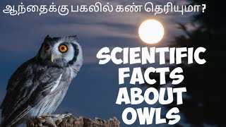 scientific facts about owls -- ஆந்தைக்கு பகலில் கண் தெரியுமா ?