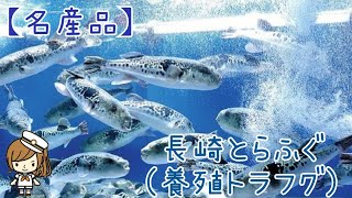 【名産品】長崎とらふぐ(養殖トラフグ)