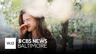 Tips for surviving spring pollen allergy season