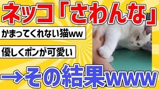 【2ch動物スレ】ネッコ「さわんな」→それでも撫でた結果ｗｗｗ