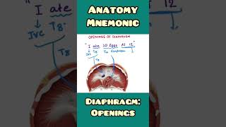 Diaphragm: openings - mnemonic | #shorts