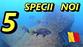 🔴Au aparut specii noi in Marea Neagra 💯 EPISODUL 8️⃣0️⃣