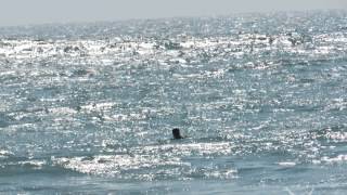 波の高い遠州灘でただ一人のサーファー〜浜名湖畔