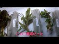 3 charmのおまかせ赤系水草