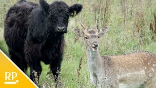 Ungewöhnliche Tierfreundschaft: Damhirsch Hannes und seine Rinder