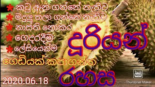 දූරියන් ගෙඩි කපාගැනීම/ durian gedi kapima /cut the durian fruit easily...