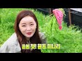 전국을달린다 창원 양산으로 떠나는 오감만족 봄 여행 ① 양산 원동 봄 미나리 2018.03.14 수