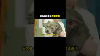 刚几个月的小恶霸犬到一群全是大型犬的农场，它将面临什么 #husky #animals #萌寵 #pets #萌宠 #搞笑 #8bit #farming #狗狗 #寵物