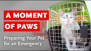 A Moment of Paws: Preparing Your Pet for an Emergency