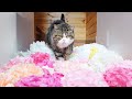 Field of flowers prank and Cats.