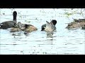 waterbirds feeding frenzy coots moorhen black ducks.