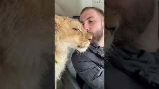 Sharing Kisses with a Lioness || ViralHog