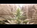 Humboldt Seed Company Feminized Seeds - Flowering Week 4