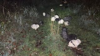 I found 25 rabbits dumped in a park