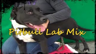 Pitador/Labrabull - Pitbull Lab Mix
