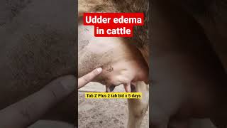 Udder Edema in cattle ! symptoms! treatment #viralshorts #shortvideo #ytshorts #youtubeshorts