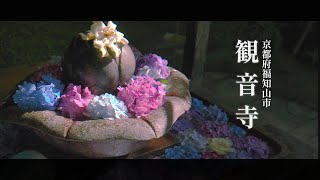 福知山 観音寺 | 古刹を彩る紫陽花回廊