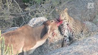 Wild Rajasthan Part 2 | Jawai | Bera | Leopard with cubs and kill | Wildlife of Incredible India