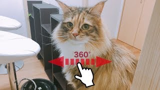 【新感覚VR】360°カメラで隠れた猫を探せ！