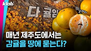 올해 제주 감귤 4분의 1은 팔 수 없는 이유 ㅠ｜크랩