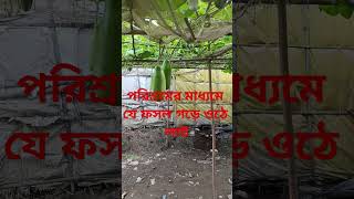 কৃষকের মুখে হাসি। বাড়ির উঠানে করেছে লাউয়ের চাষ