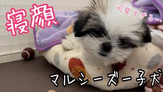 【#4】マルシーズー子犬の寝ている姿が可愛すぎる…