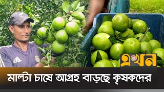 মেহেরপুরে লাভবান হওয়ায় মাল্টা চাষে আগ্রহ বাড়ছে কৃষকদের | Meherpur News | Ekhon TV