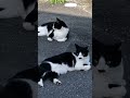 草刈り頑張ってたら地味に寄り添ってくれてた🐈‍⬛💕🐈‍⬛もう少しだけ頑張ったよ〜