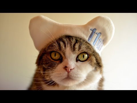 まるです11。-I am Maru 11.- まるです11。-I am Maru 11.-