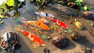 Catch Strange Ornamental Fish In Tiny Pond, Mosaic Guppies, Pufferfish, Turtle, koi, Pencilfish