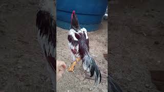 Frango lindo #viral #galo #viral #frango #shorts