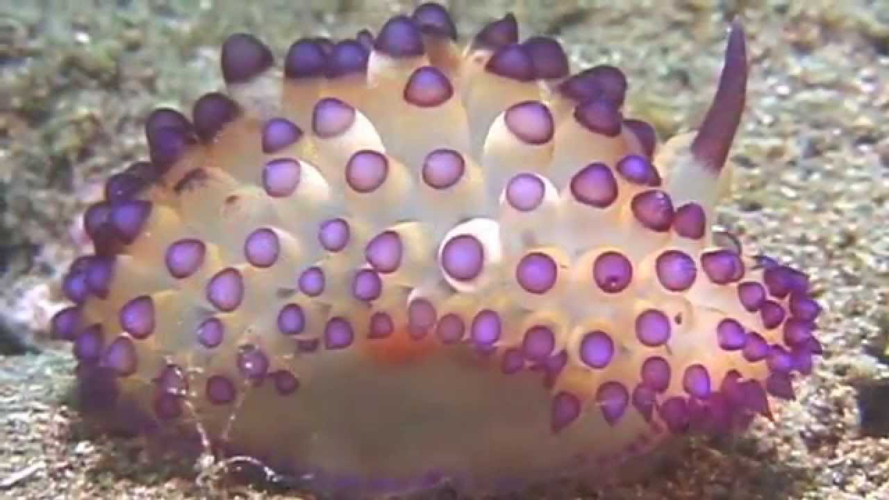 Science Today: Nudibranchs | California Academy Of Sciences - YouTube