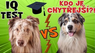 IQ TEST SE PSY! | Akim vs. Merlin