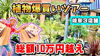 【爆買い】岐阜の観葉植物店3件をまわって総額10万越えの爆買いツアー！！No.023