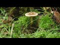 tateshina forest mossy 蓼科 苔の森 4k動画