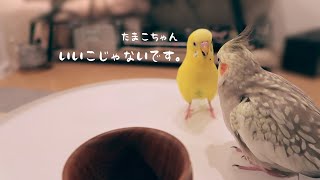 オカメインコに詰め寄るセキセイインコ 夜の放鳥 Cockatiel Budgerigar vlog