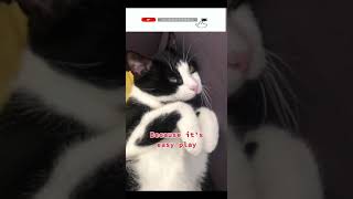 Funny cat | cute cats and dogs reaction animals doing funny things #funnycats #shorts #cats #036