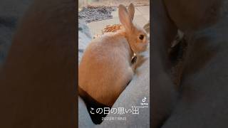 2年前の愛兎　うさぎがいた生活　TikTokから