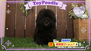 トイプードル子犬｜2024.10.13生（49日齢）｜グレー｜女の子｜滋賀県