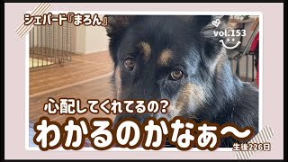 【犬と暮らす】シェパード『まろん』といっしょ！私が調子がいまいちの時まろんはわかってるみたい。近くで寄り添ってくれるんだよね・・・不思議だな～いつもわちゃわちゃしてるのにね＾＾；