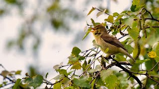 Melodious warbler song (Hippolais polyglotta) Orpheusspotvogel 2024