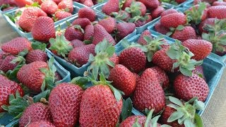 How Rest Park Farm saved its strawberries