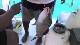 biggest box & hard heel gal by k.b. Bahamian music artist