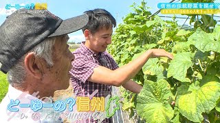 どーゆーの？信州（信州の伝統野菜を探せ！（1） / 2024年8月18日）