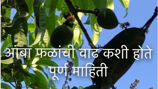 आंबा फळांची वाढ, फळगळ रोखण्यास केलेले उपाय #farming #konkan #hapus #information #agriculture #viral