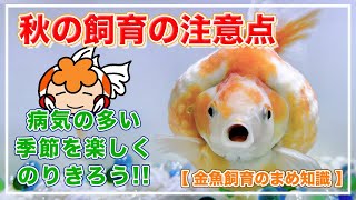 秋の飼育の注意点【金魚飼育のまめ知識】