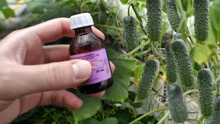 Urgently give Cucumbers and Tomatoes 3 Drops of this and you will reap a huge harvest