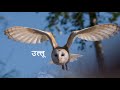 उल्लू - owl hiss