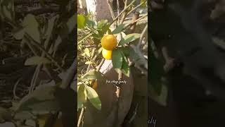 Lemon Tree 🌴🎄 #music#short#shorts#shortvideo#pakvillagfamly2963#nature